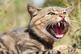 A feral cat showing its sharp teeth