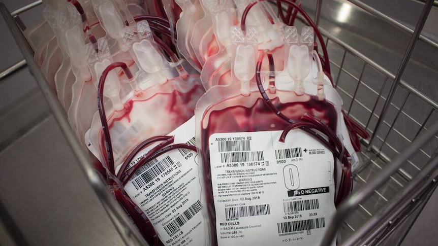 Blood donations stored in medical bags.