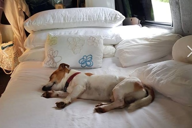 A Jack Russel dog sleeps on a bed inside Ms O'Connor's van.