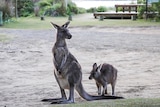 A female kangaroo near the beach with her joey