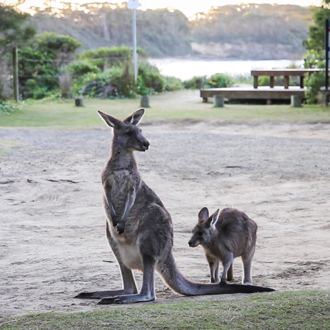 A female kangaroo near a beach with her joey.