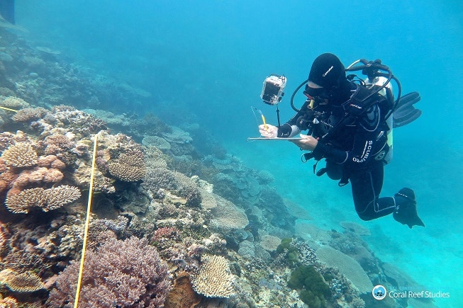 Researcher Grace Frank completing bleaching surveys