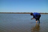 Checking for germinating rice in the NSW Riverina