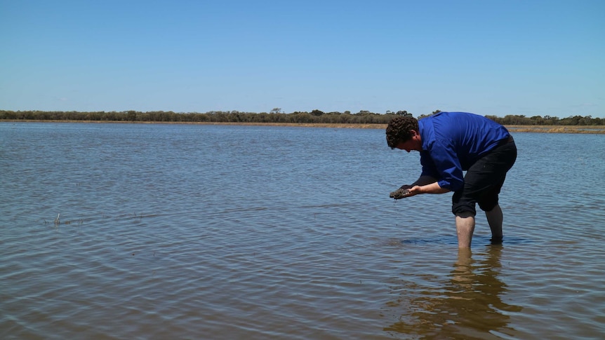 Checking for germinating rice in the NSW Riverina