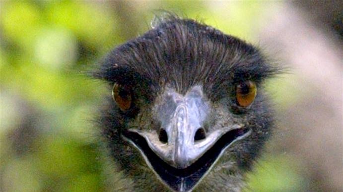 Ratites - a group of birds including the emu - became flightless about 65 million years ago