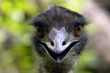 Ratites - a group of birds including the emu - became flightless about 65 million years ago