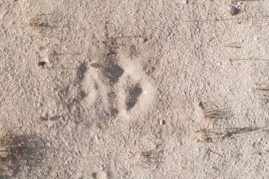 A picture of the big cats foot print in the sand 