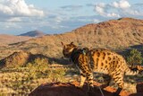 A cat with dark brown spots stands on a rock and overlooks a valley with hills and desert grass.
