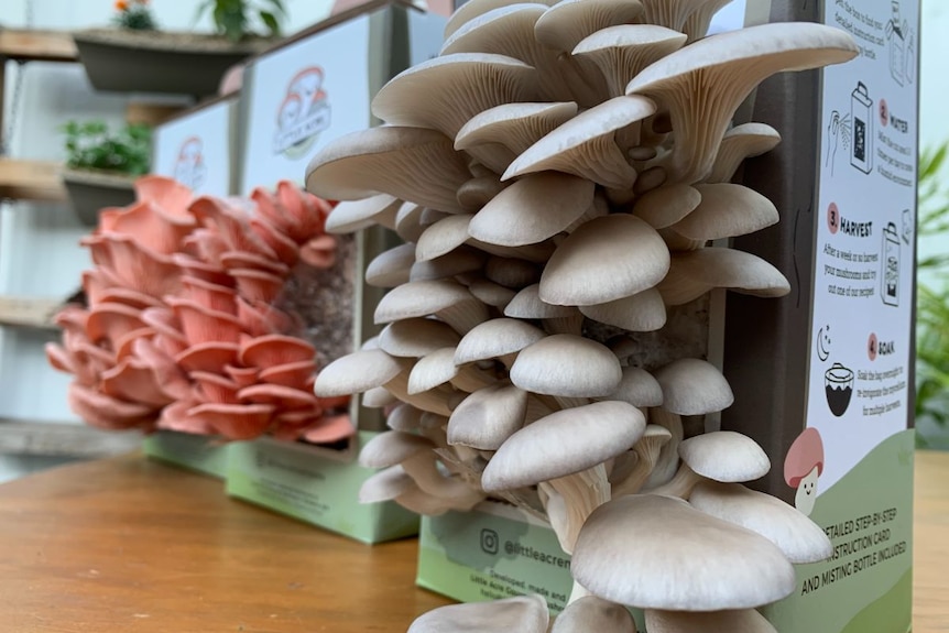 White oyster mushrooms grow from a carboard box, with a pink version behind on a table.
