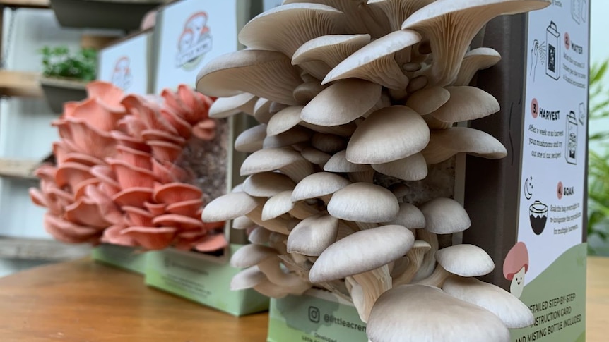 White oyster mushrooms grow from a carboard box, with a pink version behind on a table.