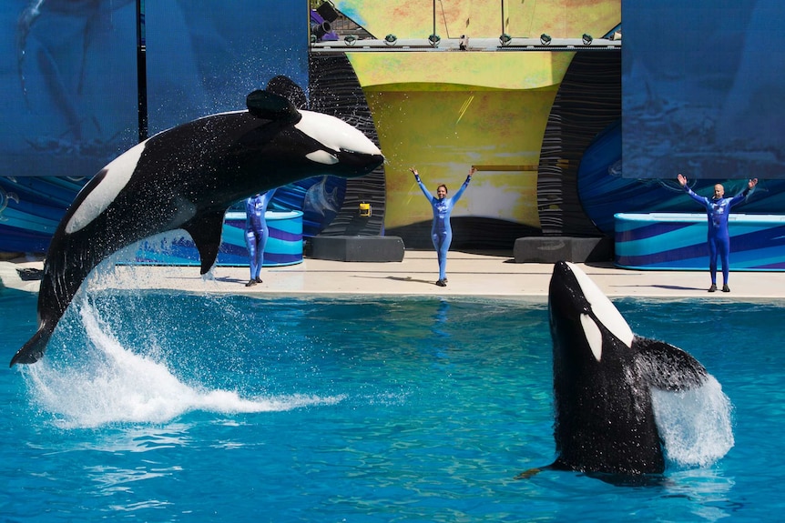 Orcas jump out of pool