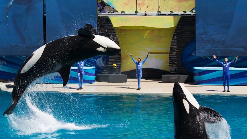 Orcas jump out of pool