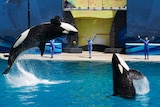 Orcas jump out of pool