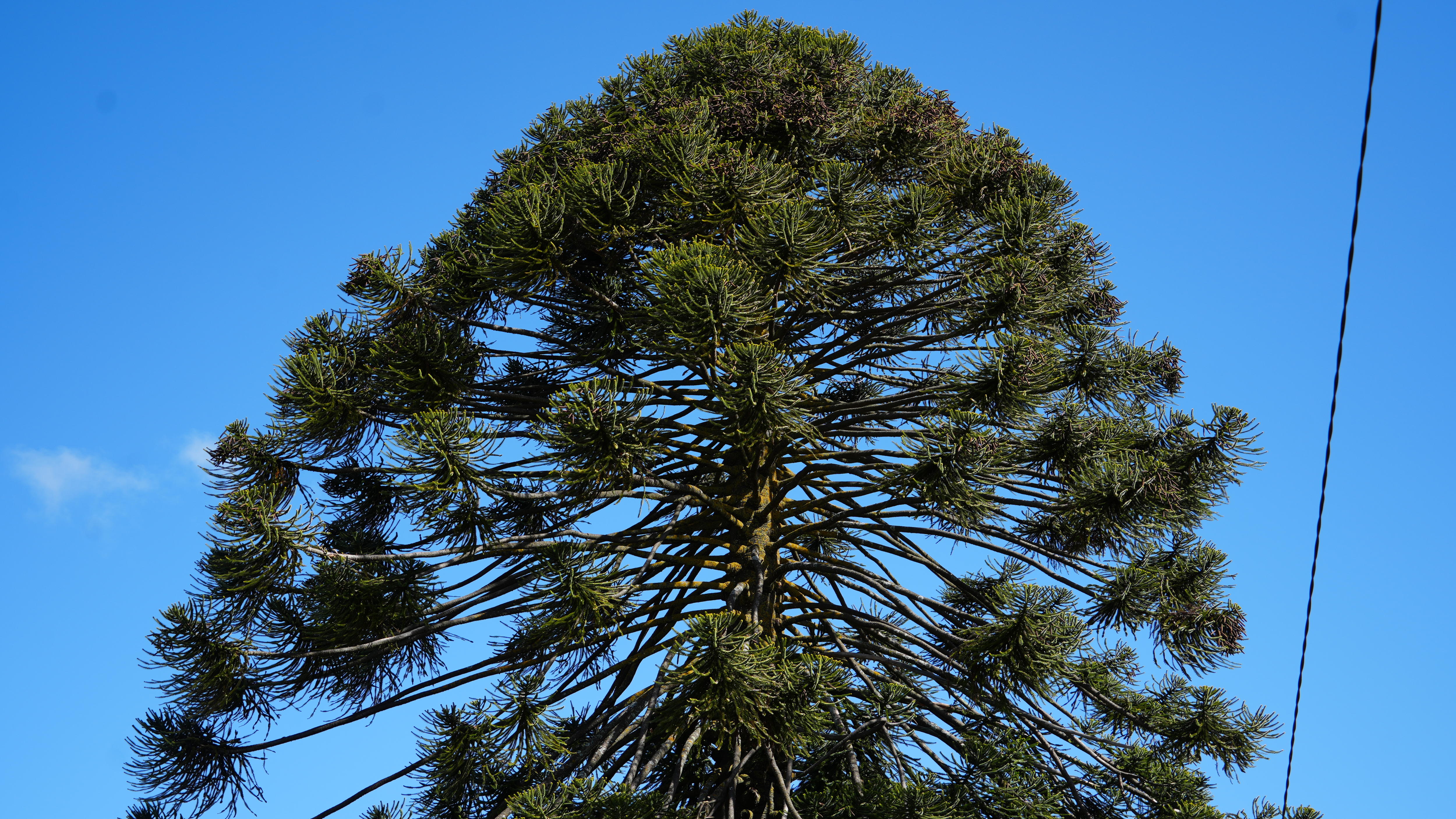 The top of a pine tree against a blue sky.