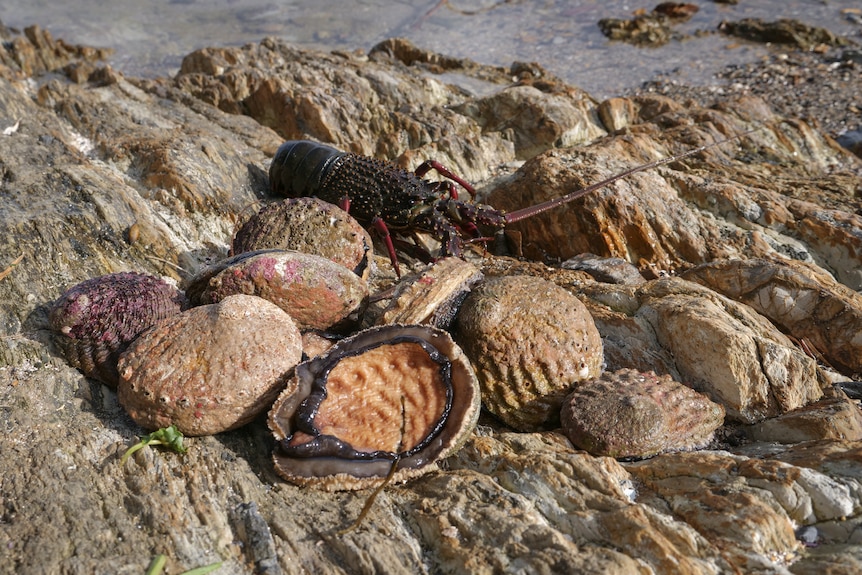 ภาพระยะใกล้ของหอยเป๋าฮื้อที่จับได้สดๆ และกุ้งมังกรที่วางอยู่บนโขดหิน