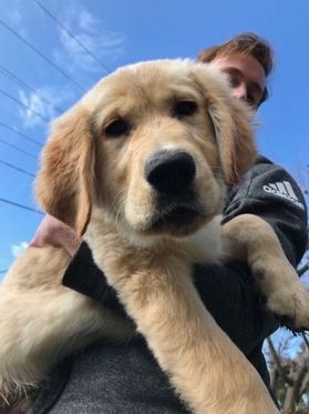 Man holds a golden retriever puppy