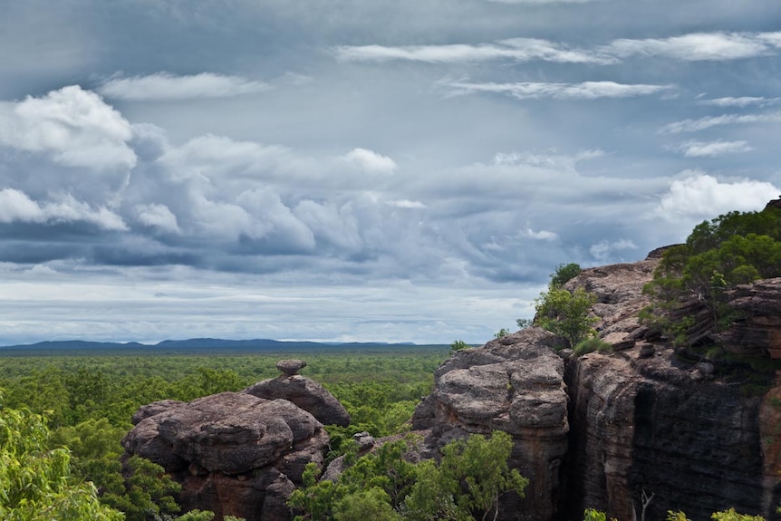 Australian savannah forest