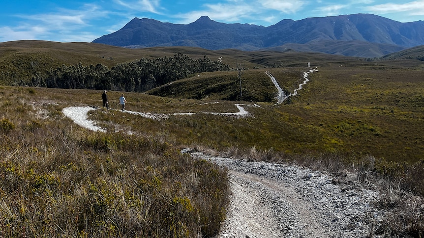 Two men walking along a gravelly trail on a buttongrass plain