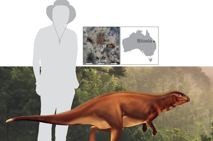A graphic of a cartoon grey human that stands 1.7m tall with a brown dinosaur in front that reaches the human's knee height.