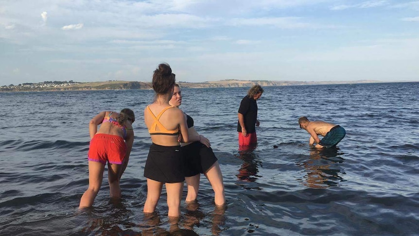 Newhaven College students Bianca Neal, Imogen Langford and Sierra Knocker helped rescue a stranded dolphin.