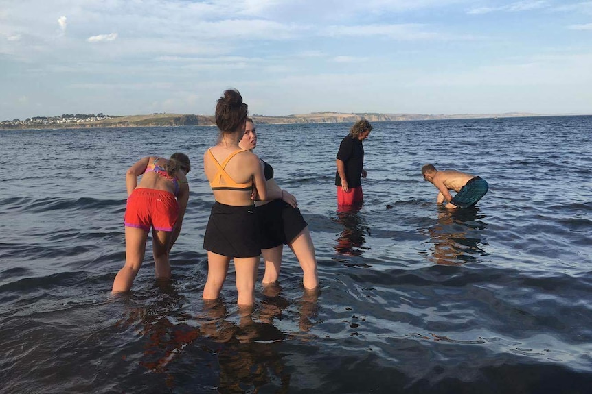 Newhaven College students Bianca Neal, Imogen Langford and Sierra Knocker helped rescue a stranded dolphin.