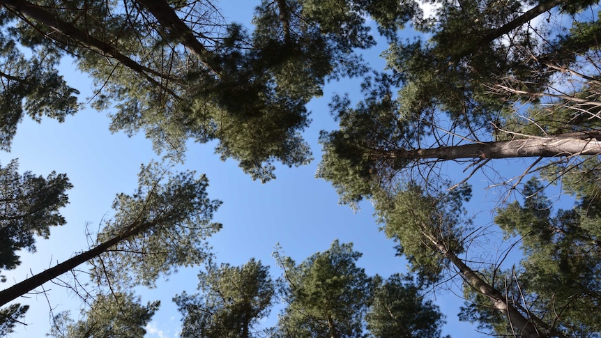 Looking up at tall pine trees