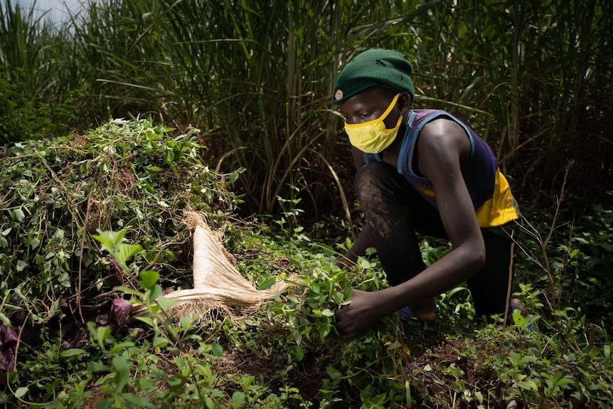 A young African woman wearing a yellow face mask collects grass