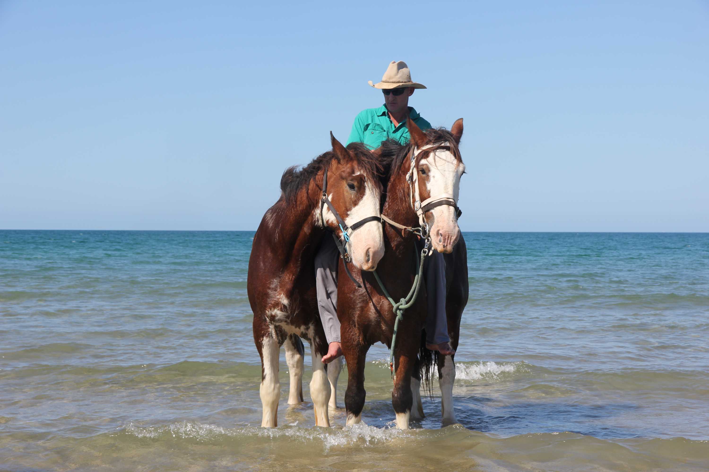 Clydesdales the unexpected contenders at Mackay Beach Horse Races ABC