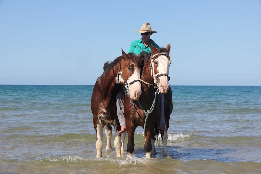 Two large horses standing in ankle deep water