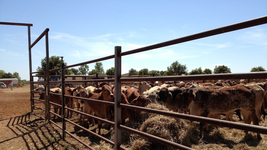 Cattle exporters must provide proof of pregnancy status