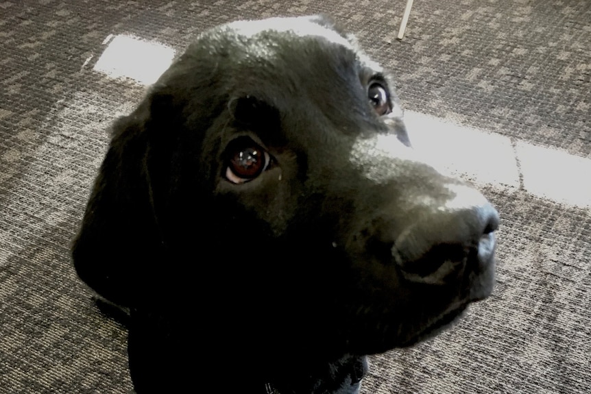 A black puppy looking up to the camera