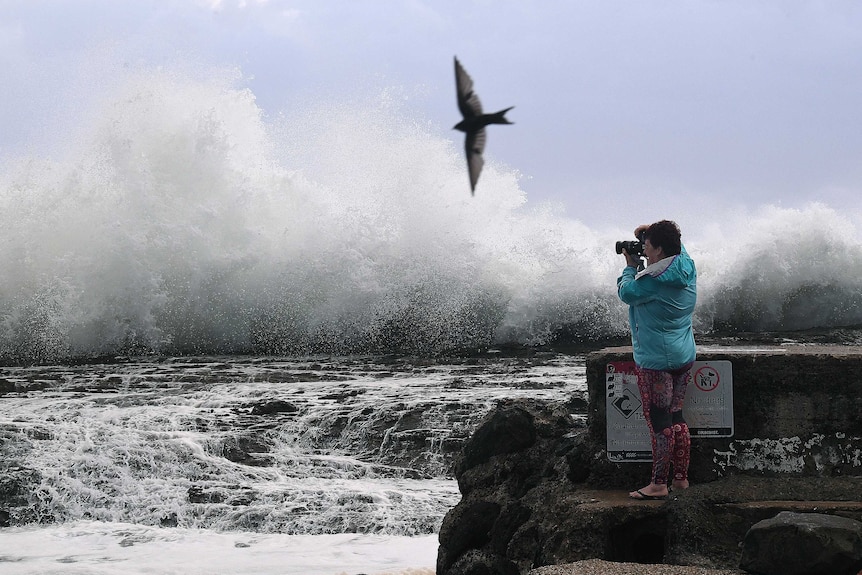 A woman takes photographs of large surf pounding on rocks at Snapper Rocks.
