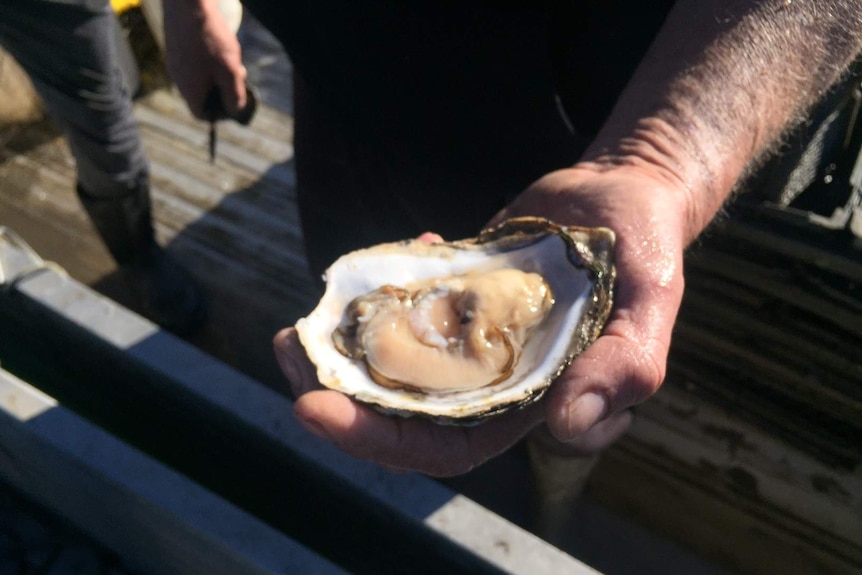 A close-up photo of a hand holding an oyster.