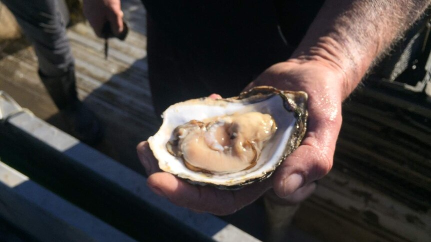 A close-up photo of a hand holding an oyster.