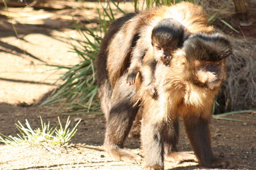 Peanut the black capped capuchin monkey and his mother Monyet at the National Zoo and Aquarium