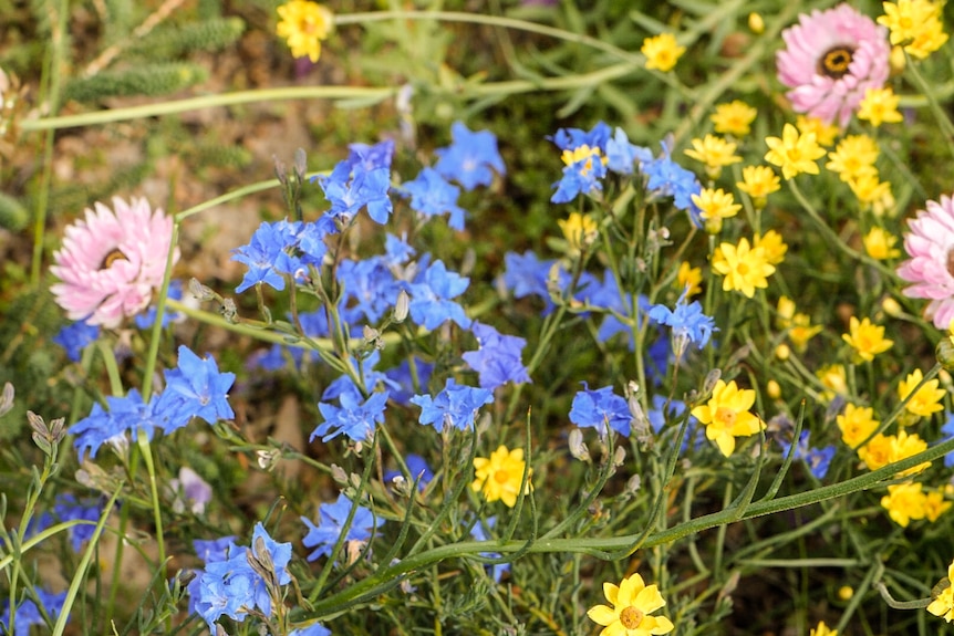 Garden bed of WA wildflowers