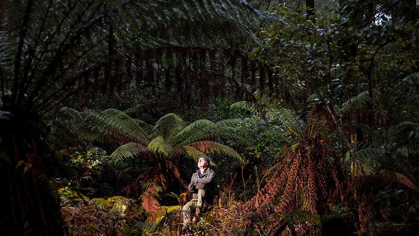 Chris Watson sites in forest at Hastings Caves State Reserve