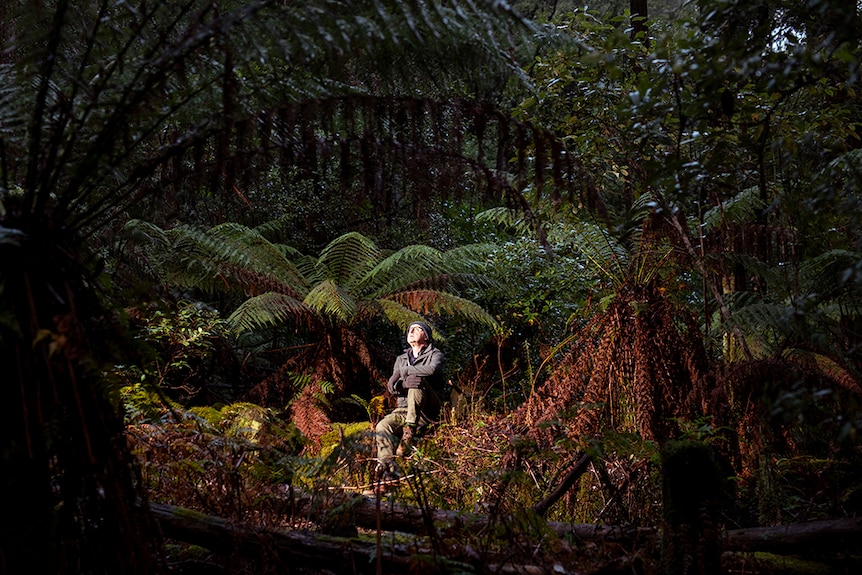 Chris Watson sites in forest at Hastings Caves State Reserve