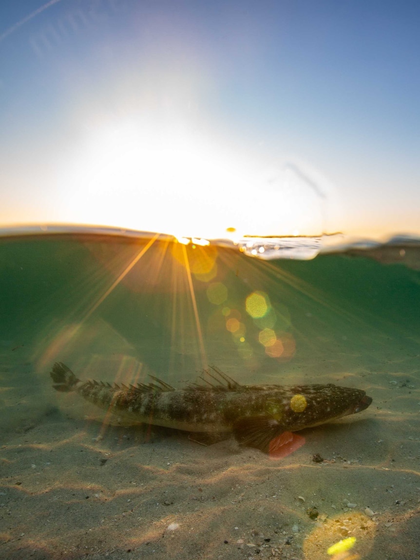 Image showing sun in sky in top half and fish below water in bottom half