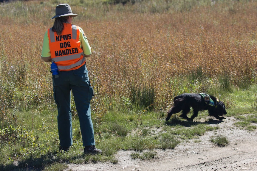 Sally at work sniffing out hawkweed in Kosciuszko National Park.