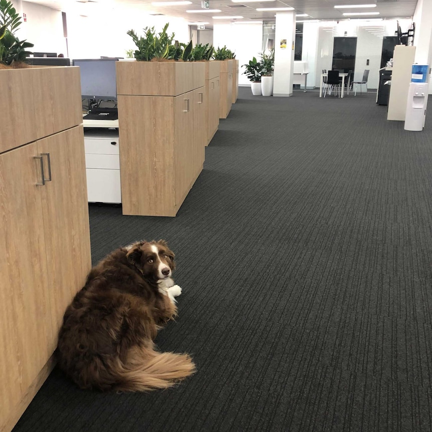 Milo lies down on the carpet of the office where his owner works in Newcastle for a story on office dogs.