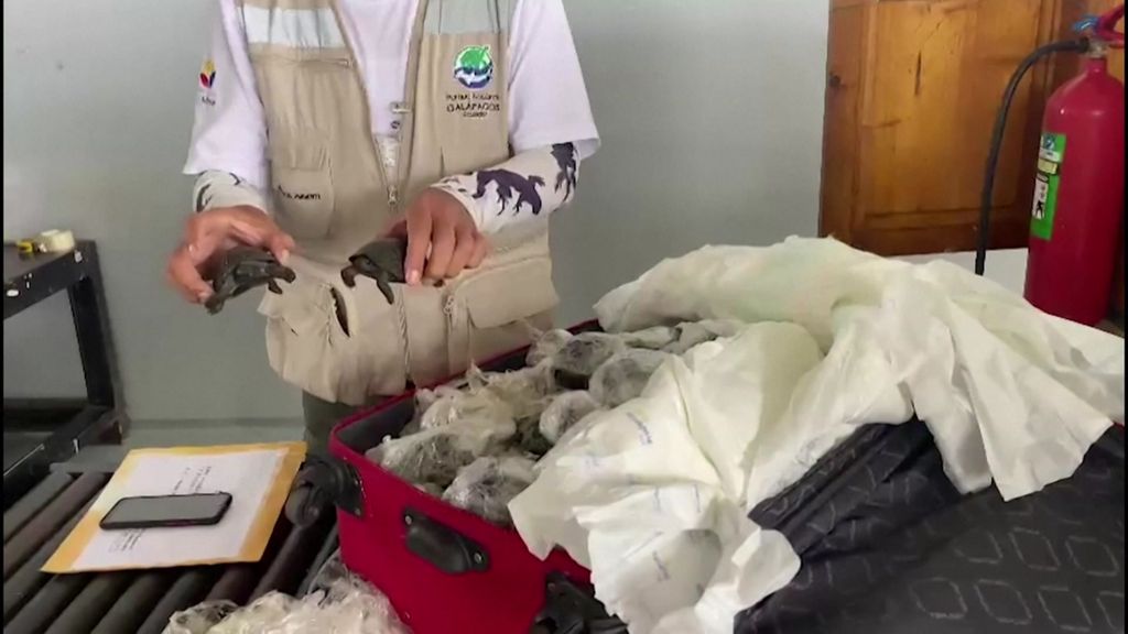 Play Video. Duration: 42 seconds