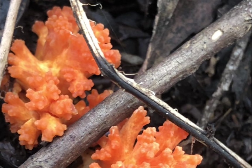 A bright orange exotic mushroom.