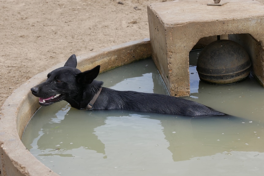 a black dog wearing a brown collar swims in a water trough, it looks happy