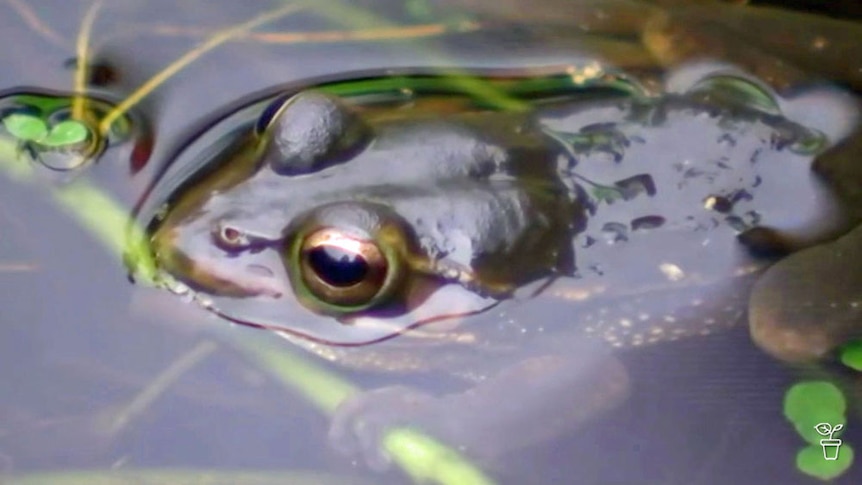 A frog in a pond.