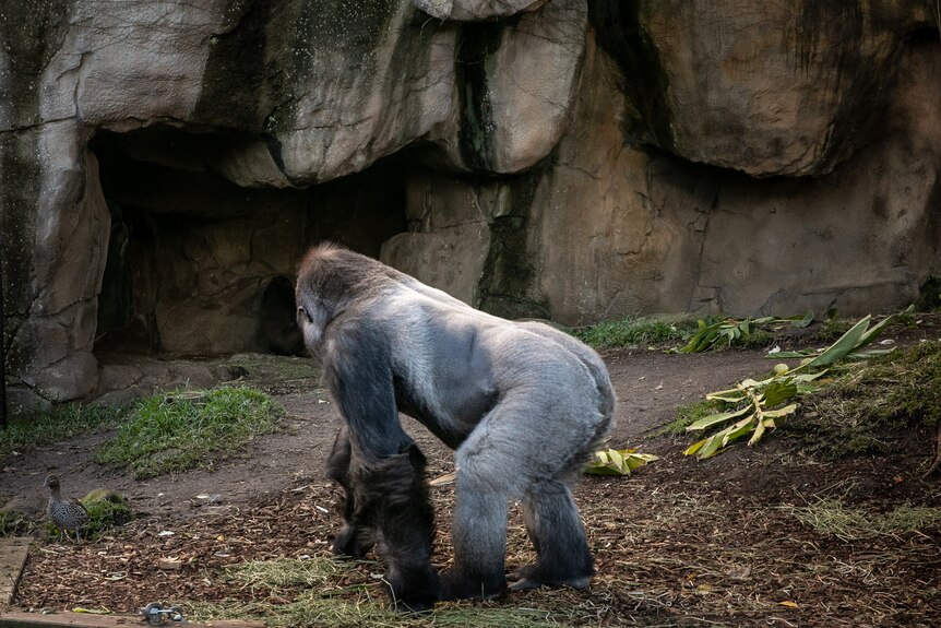A gorilla in a zoo enclosure