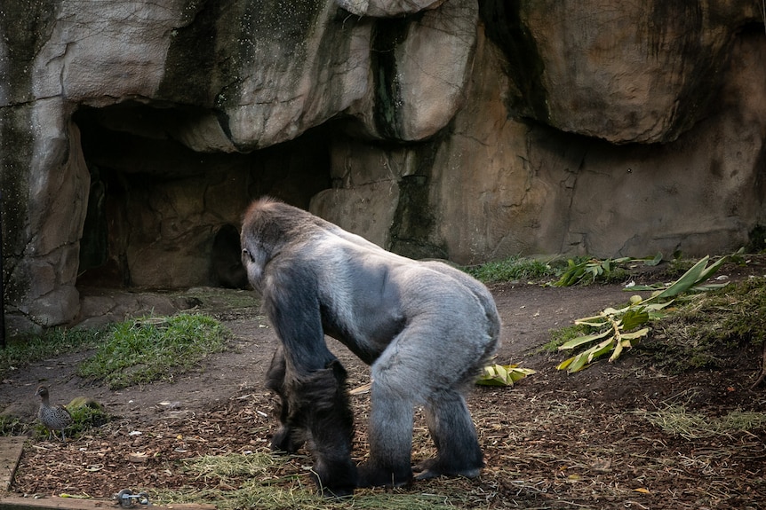 A gorilla in a zoo enclosure