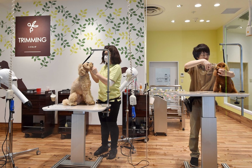 Staff groom dogs at Aeon Pet Pecos in Chiba, Japan