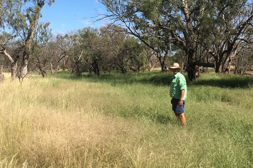 A farmer stand in a paddock full of green grass.