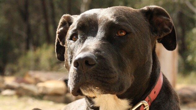 Rachel Dola's dog Zara had to be euthanased after getting megaesophagus